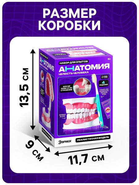 ЭВРИКИ Набор для опытов "Анатомия", челюсть человека   10726348