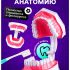 ЭВРИКИ Набор для опытов "Анатомия", челюсть человека   10726348