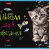 Альбом д/рисования 32л "МУРчат Коты" 5видов 32А4В Хатбер