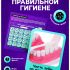 ЭВРИКИ Набор для опытов "Анатомия", челюсть человека   10726348