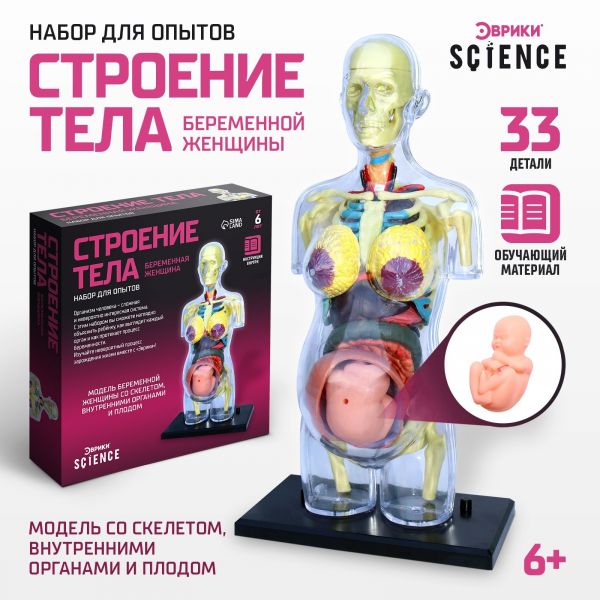 ЭВРИКИ Набор для опытов "Строение тела", беременная женщина   9405614