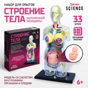 ЭВРИКИ Набор для опытов "Строение тела", беременная женщина   9405614